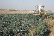اجرای حکم معدوم‌سازی محصولات کشاورزی  شهرستان اسلامشهر